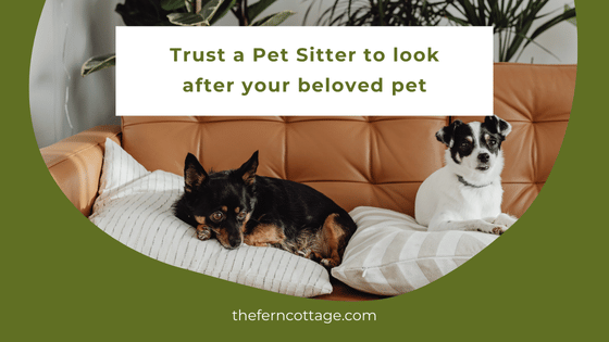 Read more about the article Trust a Pet Sitter to Look After Your Beloved Pet with Care