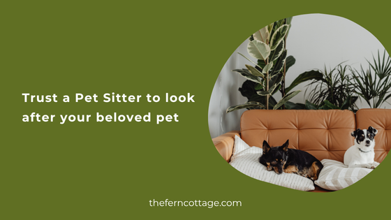 Read more about the article Trust a Pet Sitter to Look After Your Beloved Pet with Care
