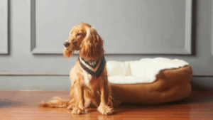 pet-sitting-care