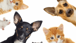 pet-sitting-regular