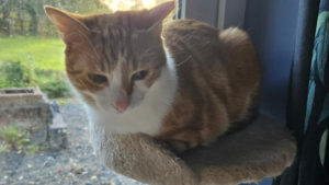 pet-sitting-Ginger