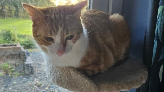 pet-sitting-Ginger