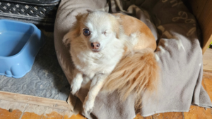 pet-sitting-Houna