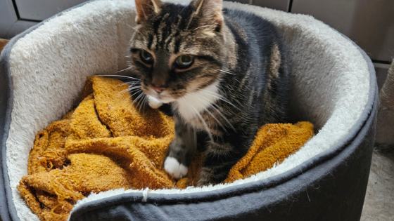 pet-sitting-Tiger
